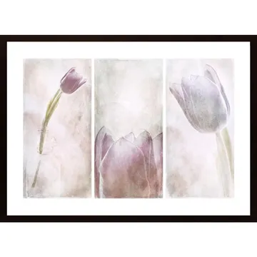 Tulip X3 Poster - En Konstnärlig Resa Genom Tidlösa Blommor