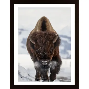 F{å}nga naturens skönhet med Bison Incoming Poster