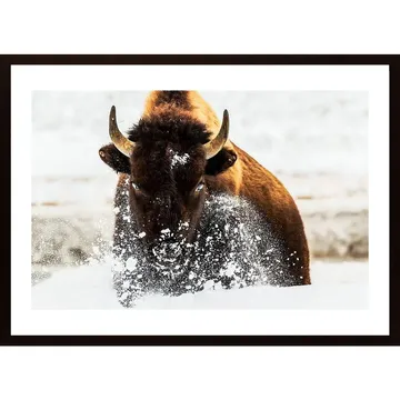 Bison In Action Poster: En Kraftfull Tavla Föreställande Naturens Majestät