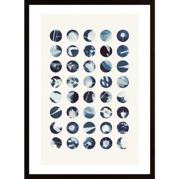 Botanical Cyanotypes Poster