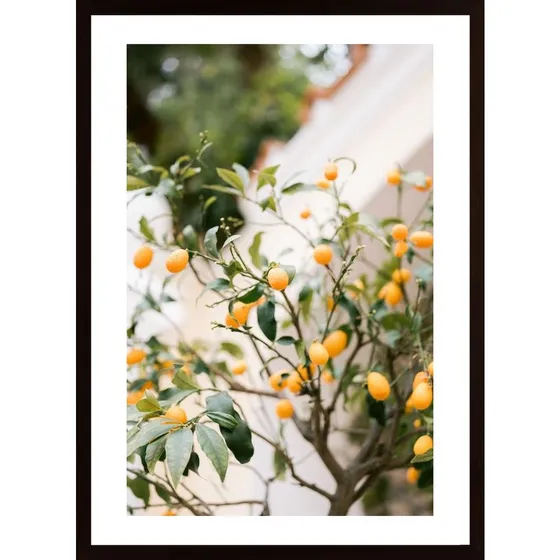 Orange Capri Poster