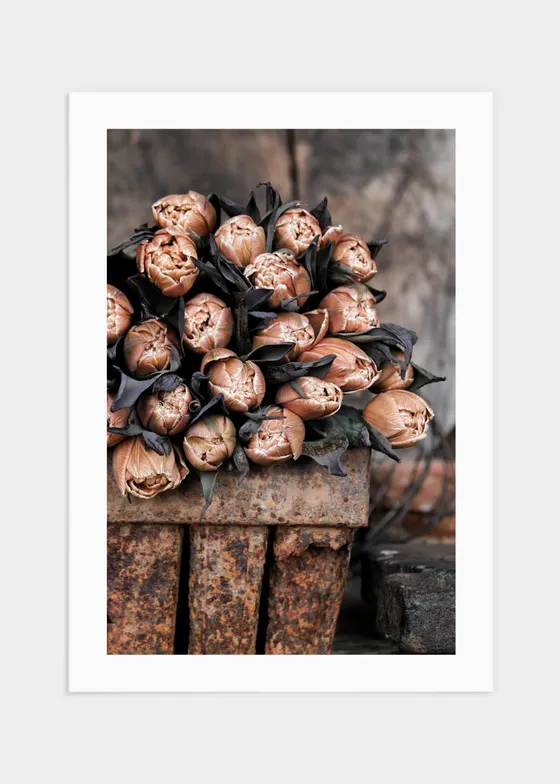 Tulips in rustic box poster - 50x70