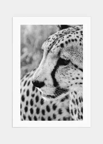 Gepard porträttposter - 50x70: Ett mästerverk i svartvitt