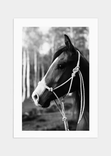 Hästporträtt Affisch - 70x100: Tidlös Präst för Hästälskare