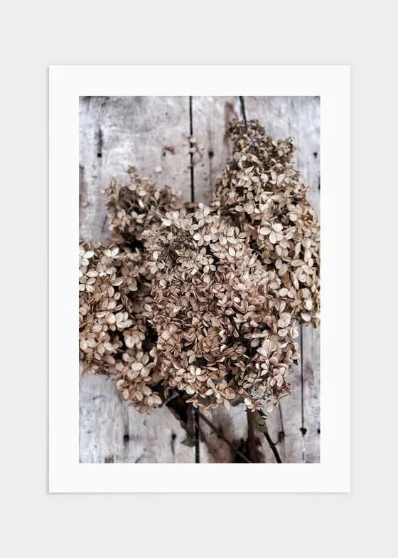 Dried flowers poster - 70x100
