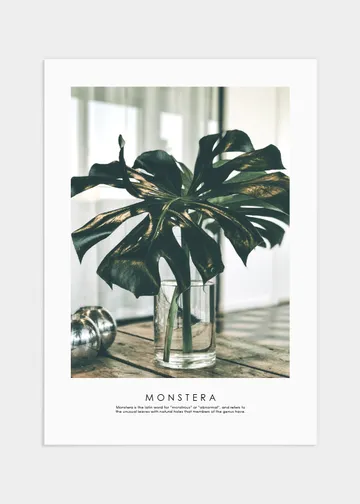 Monstera poster - 50x70 - En favorit bland krukväxter!