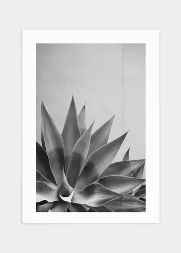 Plant Marbella poster - 50x70: En svartvit skildring av naturens elegans