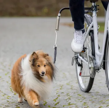 Cykelset för hund - Lätt att cykla med hunden