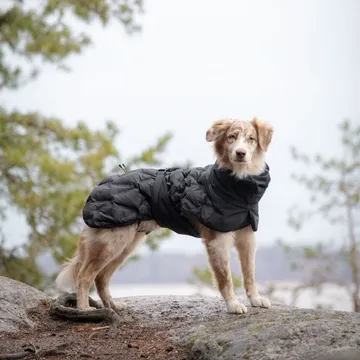 Feel Active Haga Parka: Hundtäcket som håller din vän värm och synlig