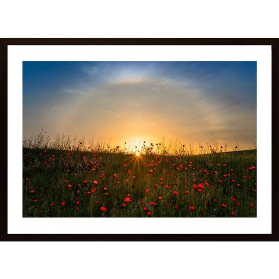 Red Poppies And Sunrise Poster