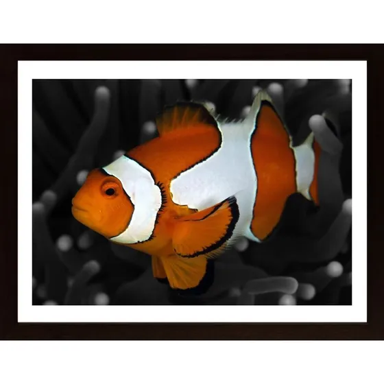 Clownfish Poster