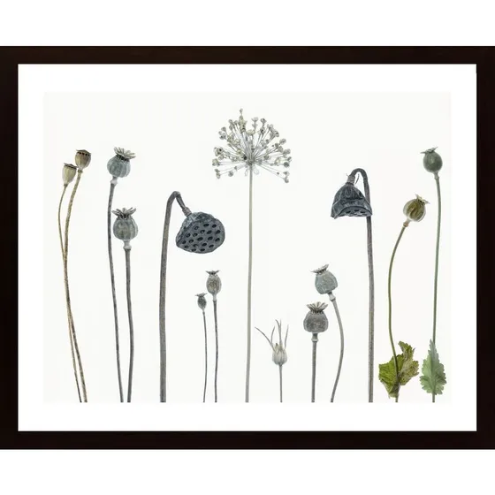 Seed Heads Poster