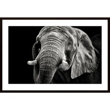 Afrikanskt Elefant Poster: Förnya Hemmet med Vildmarkens Majestät