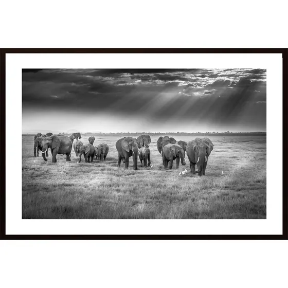 Breakfast With Pachyderms Poster