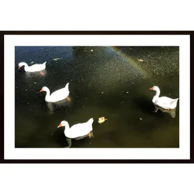 Ducks Rainbow Poster