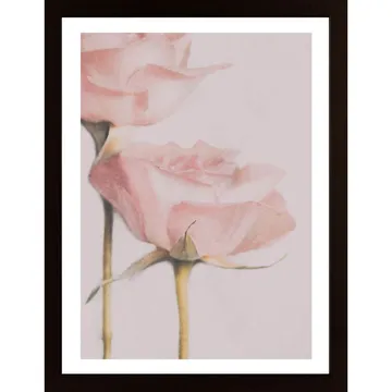 Two Roses Poster: En Reproduktion Av Franska Konstnären Delphine Devos' Dämpat Eleganta Konstverk