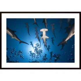 Hammerhead Shark Poster