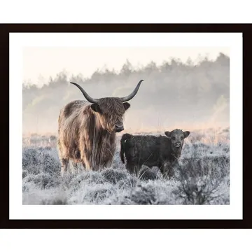 Highlander And Calf Poster: Ett Unikt Konstverk för Djurälskare