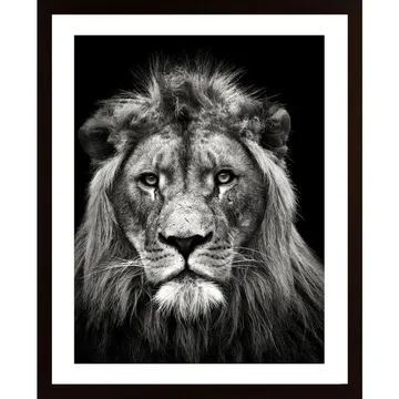 Young Male Lion Poster: Fånga essensen av den afrikanska savannen