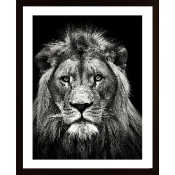 Young Male Lion Poster