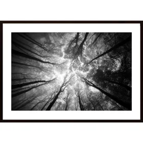 Tree Tops Poster