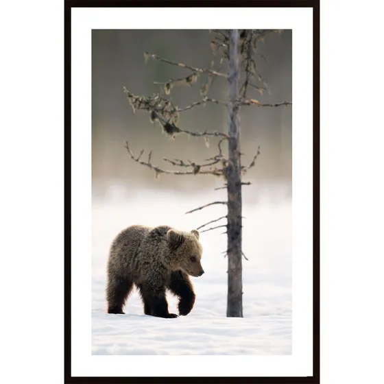 Bear In Winter Forest Poster