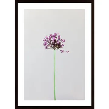 Poster Blommande gräslök - Ett botaniskt konstverk
