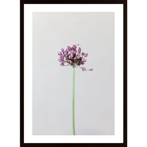 Chive Flower Poster