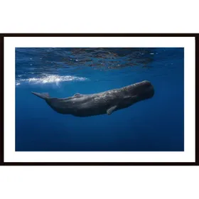 Sperm Whale Poster