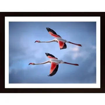 Greater Flamingos Poster: En symbol för skönhet och elegans
