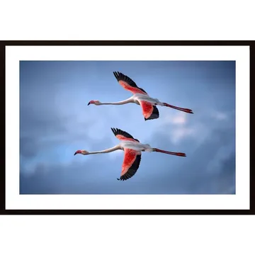 Greater Flamingos Poster: En Majestisk Oas För Ögatskådare