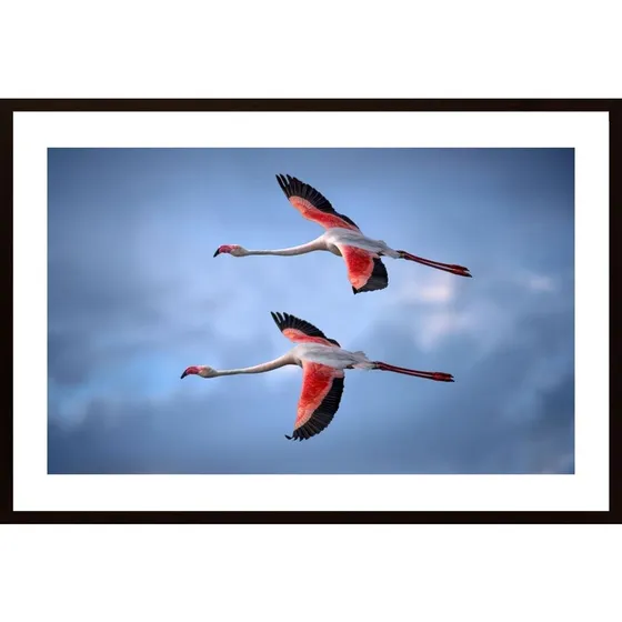 Greater Flamingos Poster
