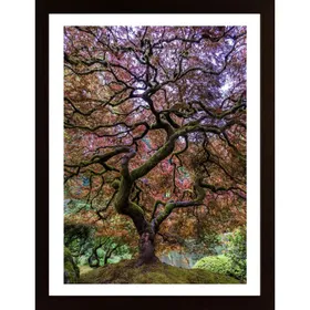 Japanese Maple Tree Poster