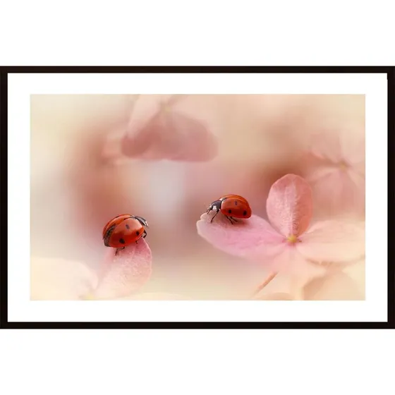 Ladybirds On Pink Hydrangea Poster