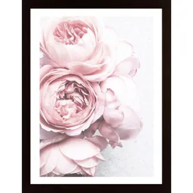 Pink White Peony Flowers Poster