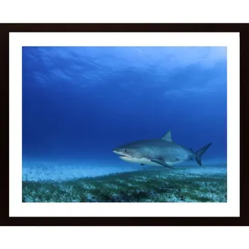Tiger Shark Poster: En gripande skildring av havets mäktiga rovdjur