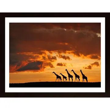 Five Giraffes Poster: Konstverk från Afrika