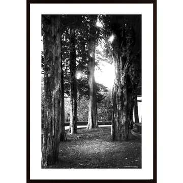 Light And Branches Poster: Minimalistiskt Och Drömskt