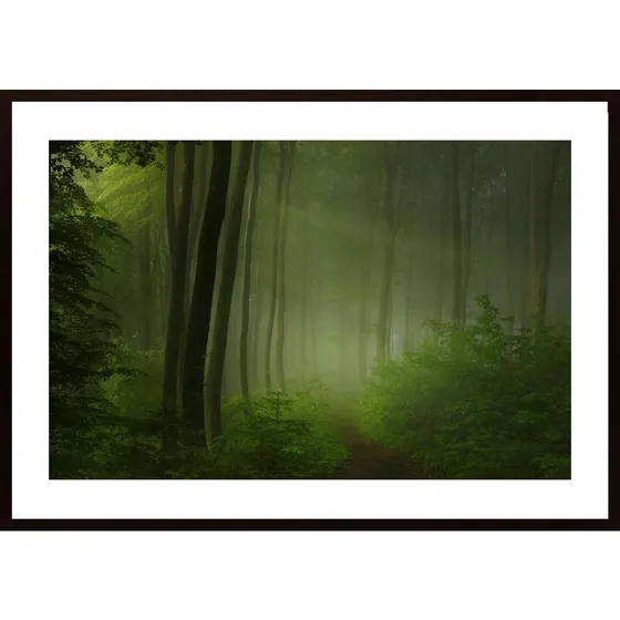 Forest Morning Poster
