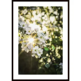 Sunset In Spring Poster