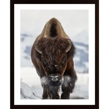 Bison Incoming Poster: En Konstnärlig Skildring av Naturens Majestät