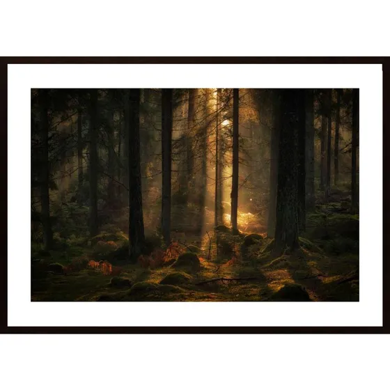The Light In The Forest Poster