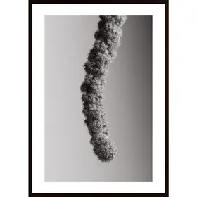 Seed Capsule Black And White Poster