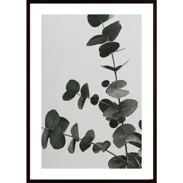 Eucalyptus Natural 05 Poster: En naturlig och modern dekoration