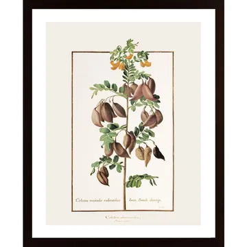 Colutea Arborescens Poster för ett Blommigt Kök