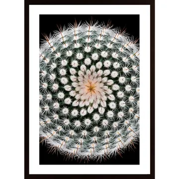 Notocactus Scopa Poster: En Konstnärlig Tolkning av en Unik Kaktus