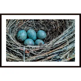 Bird'S Nest Poster