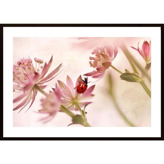Ladybird And Pink Flowers Poster