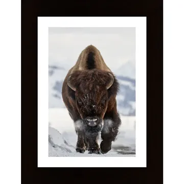 Bison Incoming Poster: Ett Konstverk Av Peter Hudson