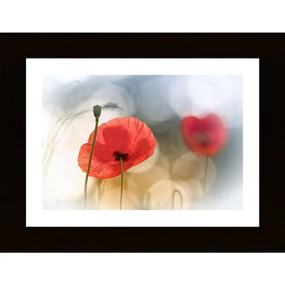 Morning Poppies Poster